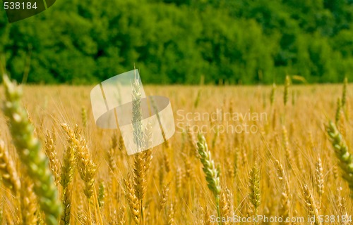 Image of field of wheat