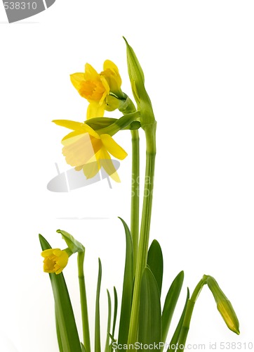 Image of Narcissi