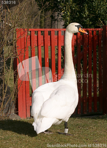 Image of Swan at the gate