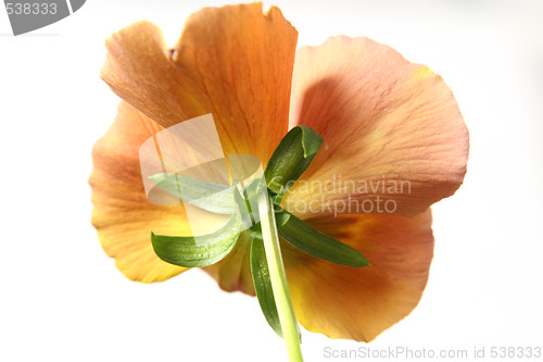 Image of Pansy