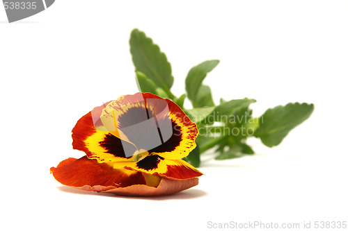 Image of Pansy