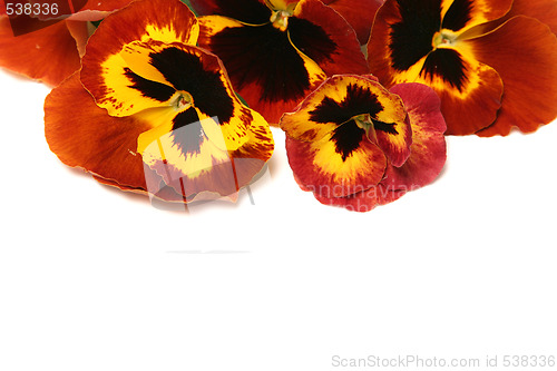 Image of Pansy