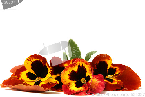 Image of Pansy