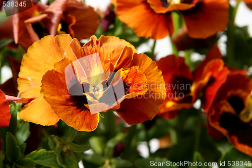 Image of Pansy