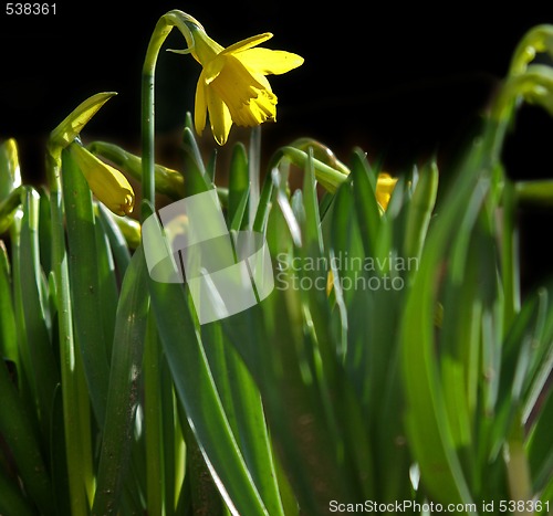 Image of narcissus