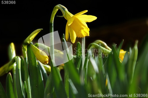 Image of narcissus