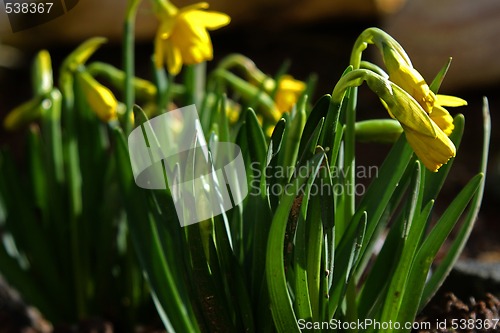 Image of narcissus