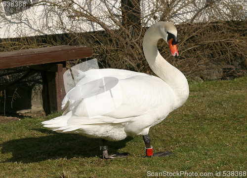 Image of Swan in position