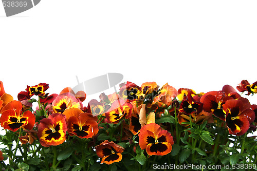 Image of Pansy