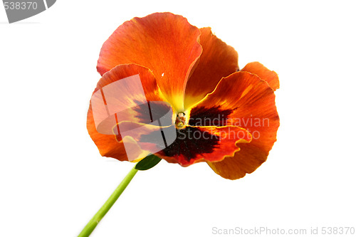 Image of Pansy