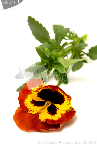 Image of Pansy