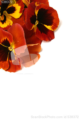 Image of Pansy