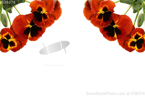 Image of Pansy