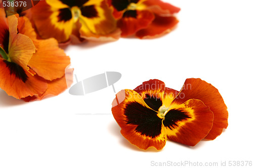 Image of Pansy