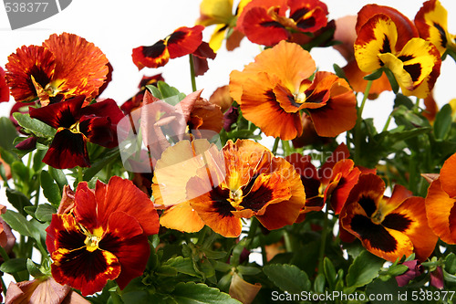 Image of Pansy