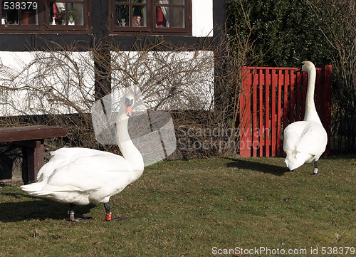 Image of Swan couple in the garden