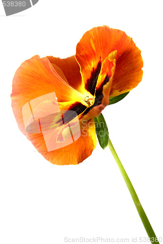 Image of Pansy