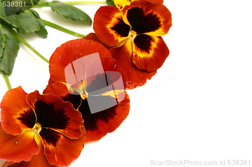 Image of Pansy