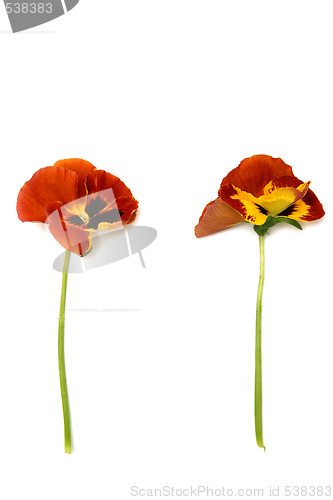 Image of Pansy