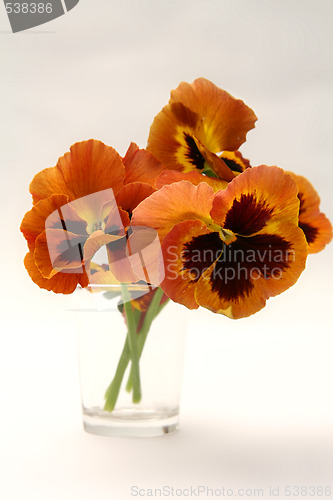 Image of Pansy