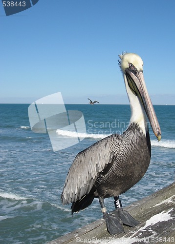 Image of Pelican by the sea