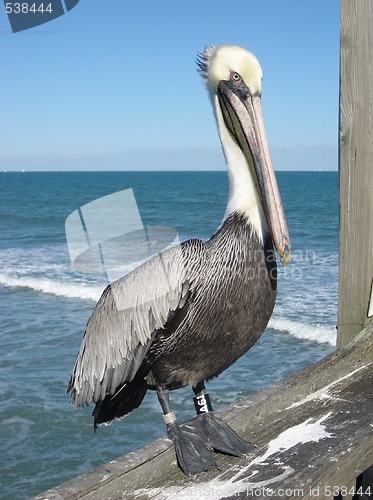 Image of Pelican