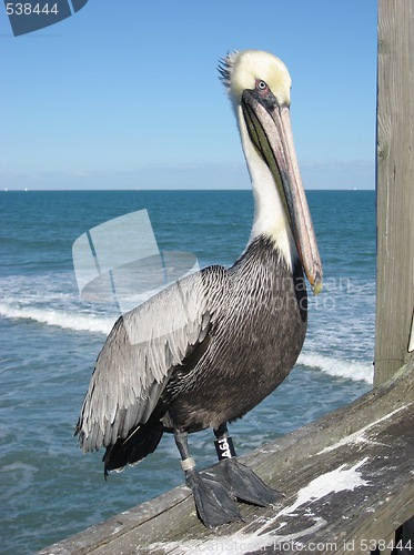 Image of Pelican