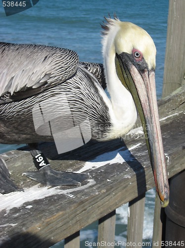 Image of Pelican on the pier