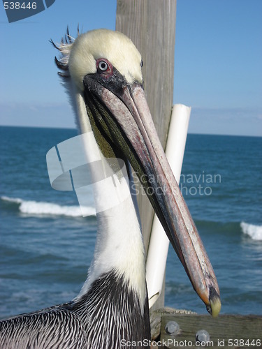 Image of Pelican close up