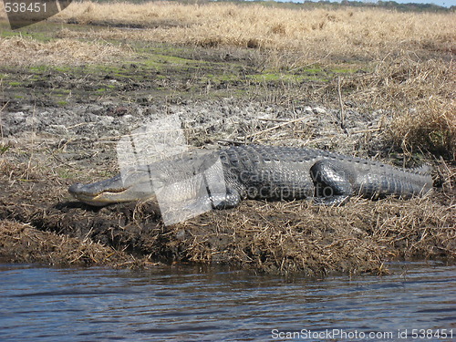 Image of Alligator