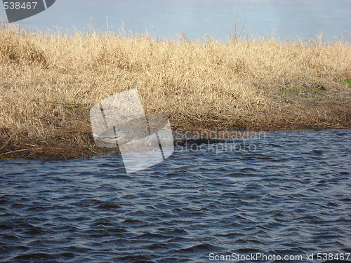 Image of Gator on a riverbank
