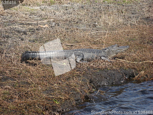 Image of Alligator on a muddy riverbank