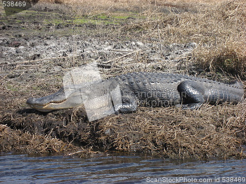 Image of Gator by a river