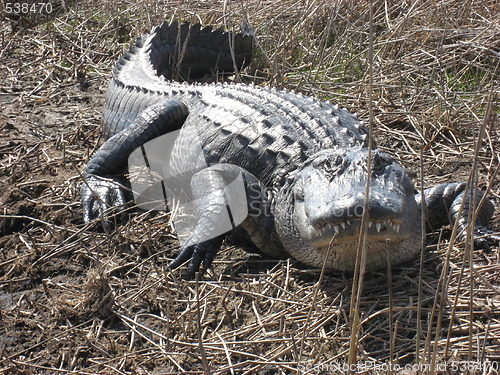 Image of Big alligator