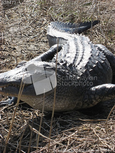 Image of Big alligator up front
