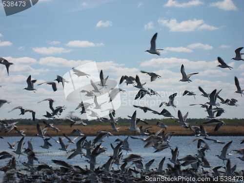 Image of Birds flying