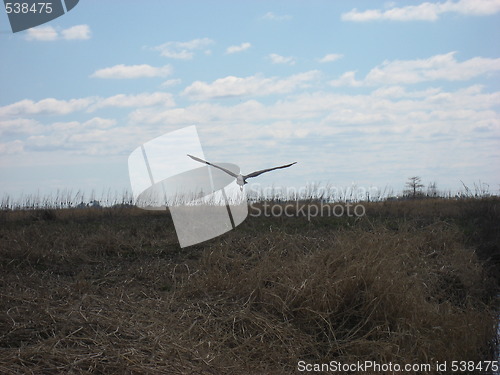 Image of Big bird flying