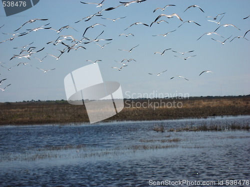 Image of Birds over a river