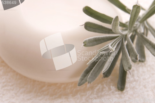 Image of milk soap and fresh herbs
