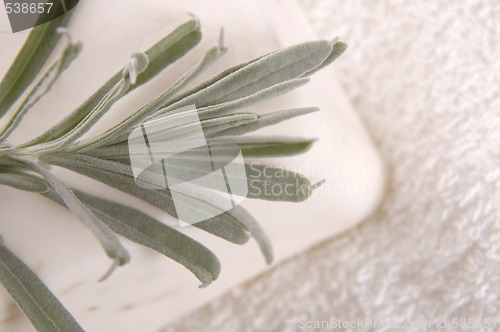 Image of milk soap and fresh herbs