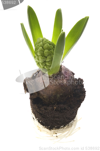 Image of hyacinth