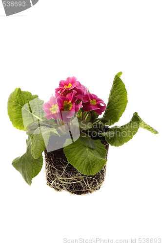 Image of spring flowers in soil