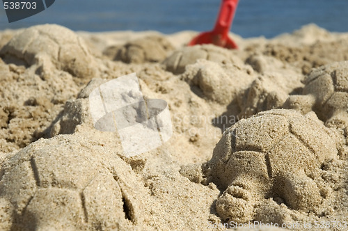 Image of sand turtles