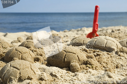 Image of sand turtles