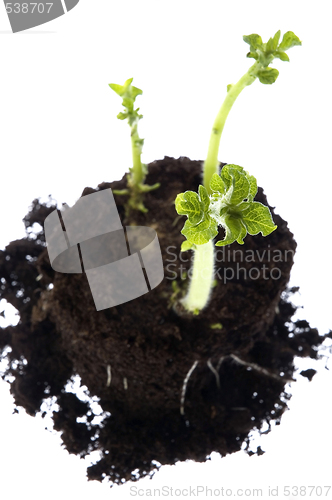 Image of growing baby plant. potato