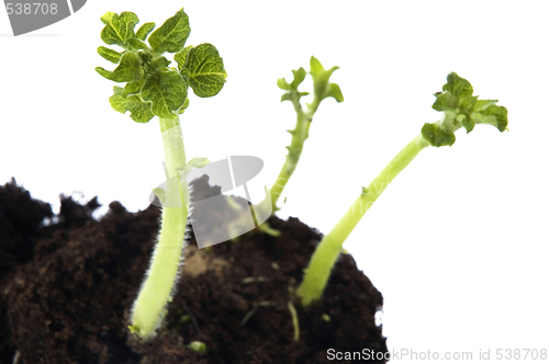 Image of growing baby plant. potato