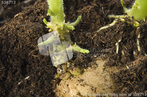 Image of growing potato. baby plant