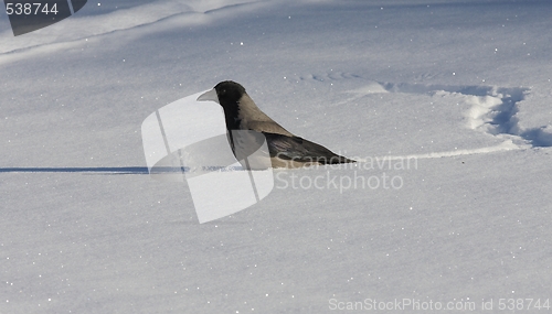 Image of Hooded Crow in the snow