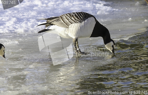 Image of Barnacle Goose on the ice