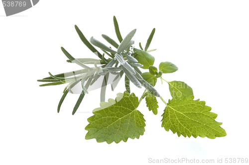 Image of fresh herbs. rosemary and lemon balm